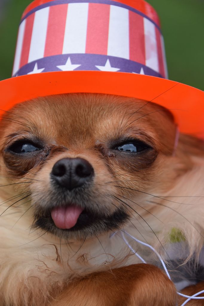 dog show 6-2019 023 (683x1024).jpg